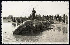 Il capodoglio di Rimini 1943: la storia vera del gigante del mare a San Giuliano